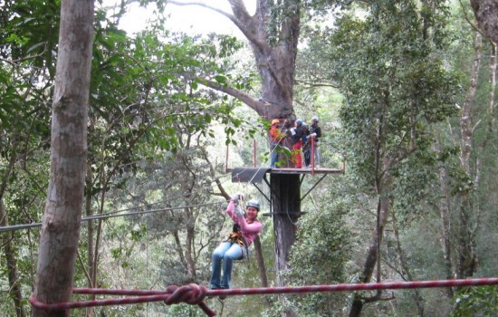 Treetop canopy tour