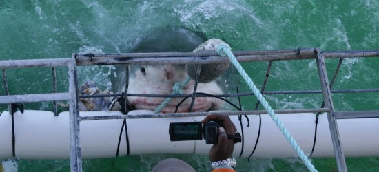 White Shark Cage Diving