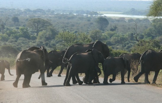Chobe Safari