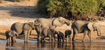 Botswana Safari Reizen