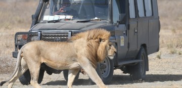Safari's in Africa